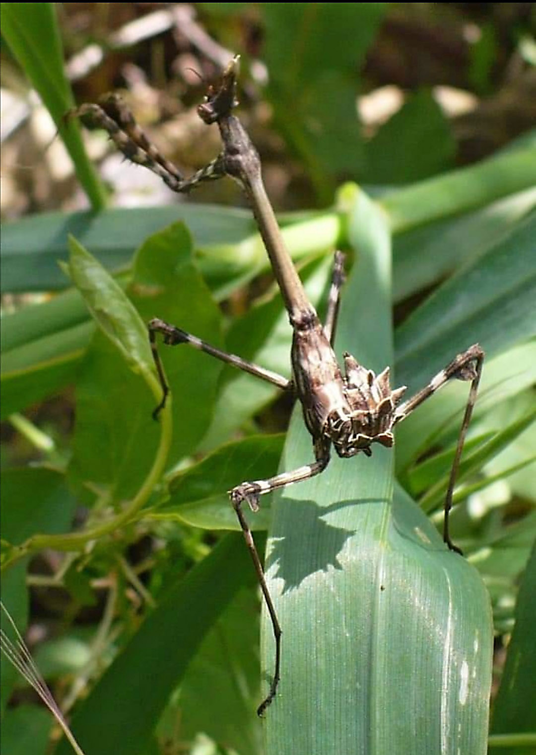 Empusa pennata? S !